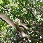 Cornus racemosa 樹皮