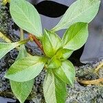 Ludwigia palustris Ліст