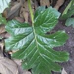 Acanthus mollis Leaf