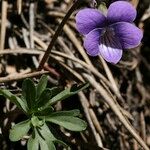 Viola pinnata Habit