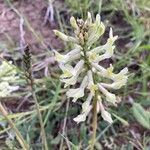 Astragalus glycyphyllos Õis