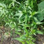 Persicaria hydropiper Hoja