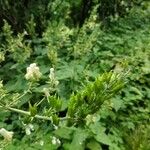 Aconitum lycoctonumBlomst