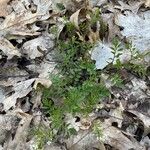 Cardamine graeca Feuille