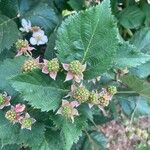 Rubus scaber Leaf