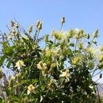 Clematis lasiantha Habit