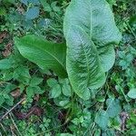 Rumex obtusifolius Habit