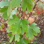 Ribes aureum Leaf