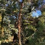 Eucalyptus perriniana Hábito