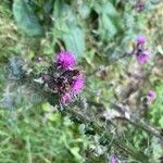 Cirsium palustreFlor