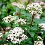 Viburnum rugosum 葉