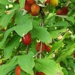 Cornus officinalis Fruto