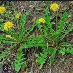 Taraxacum sect. TaraxacumFolha