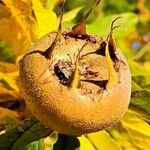 Crataegus germanica Fruit