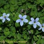 Lobelia pedunculata Flower