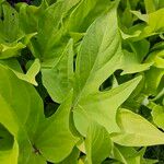 Ipomoea batatas Leaf