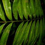 Zamia fairchildiana Leaf