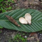 Magnolia hodgsonii Hoja