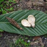 Magnolia hodgsonii Leaf