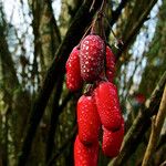 Berberis vulgaris Fruit