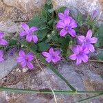 Campanula andrewsii Flower