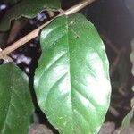 Rosenbergiodendron formosum ഇല