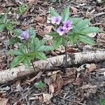 Cardamine pentaphyllos Агульны выгляд