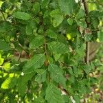 Nothofagus obliqua 葉