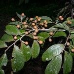 Casearia corymbosa Övriga