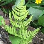 Gymnocarpium robertianum Hábito