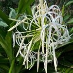 Crinum asiaticumFlower