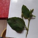 Lantana viburnoides 葉