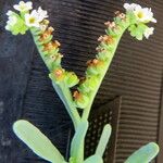 Heliotropium curassavicum Blüte