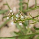 Neotorularia torulosa Λουλούδι