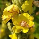 Verbascum speciosum Flor