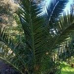 Phoenix canariensis Habitatea