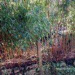 Phyllostachys aureosulcata Koor