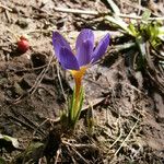 Crocus sieberi Habitus