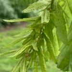 Carpinus betulus Fruit