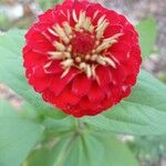 Zinnia haageanaFlower