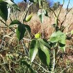 Passiflora manicata برگ