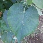 Abutilon exstipulare Leaf