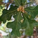 Quercus stellata Leaf