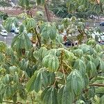 Cochlospermum vitifolium ഇല