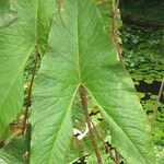 Cyrtosperma johnstonii Leaf