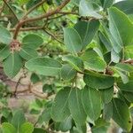 Arbutus xalapensis ᱥᱟᱠᱟᱢ