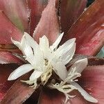 Cryptanthus bivittatus Квітка
