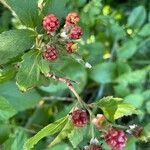 Rubus argutusFrutto