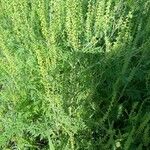 Ambrosia tenuifolia Hoja