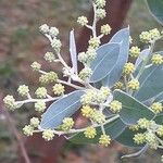 Acacia podalyriifolia Fiore